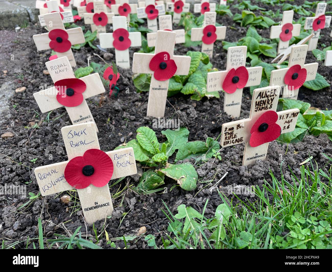 Kleine Holzkreuze mit Veteranen-Namen der Gefallenen im Ersten Weltkrieg haben Mohnblumen auf ihnen zur Erinnerung.Mohntag Stockfoto