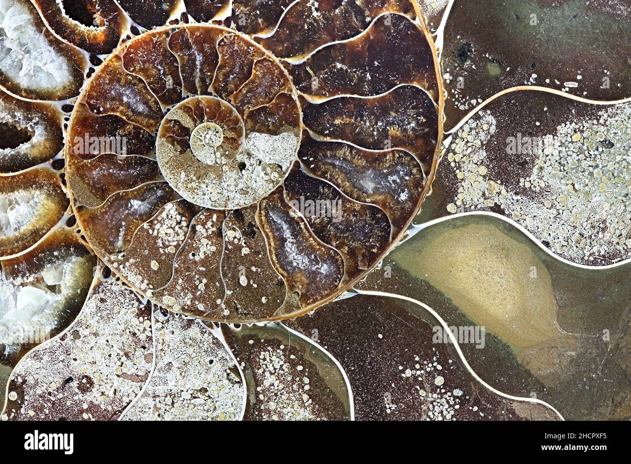 Dies ist prähistorischen versteinerten Weichtier Ammoniten, einer ausgestorbenen Meerestier genannt. Stockfoto