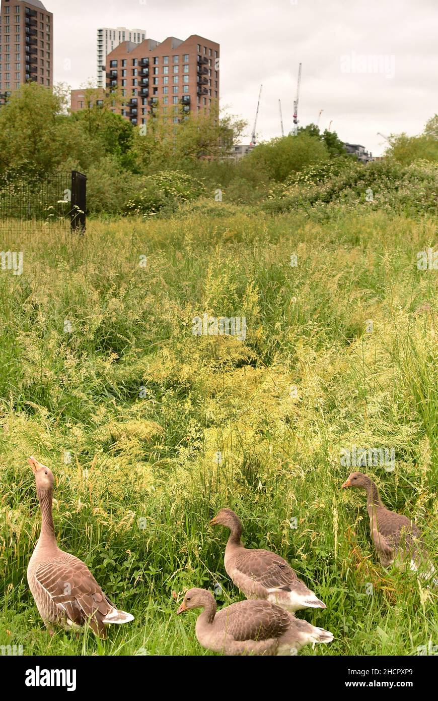 Gänse in den Urban Walthamstow Wetlands Parks, London, Großbritannien Stockfoto