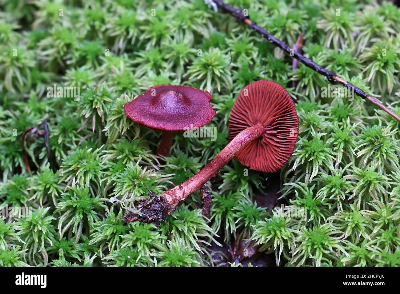 Cortinarius vitiosus, auch Dermocybe sanguinea var. vitiosa genannt, allgemein bekannt als blutroter Webcap, wilder Pilz aus Finnland Stockfoto Cortinarius vitiosus, auch Dermocybe sanguinea var. vitiosa genannt, allgemein bekannt als blutroter Webcap, wilder Pilz aus Finnland Stockfoto