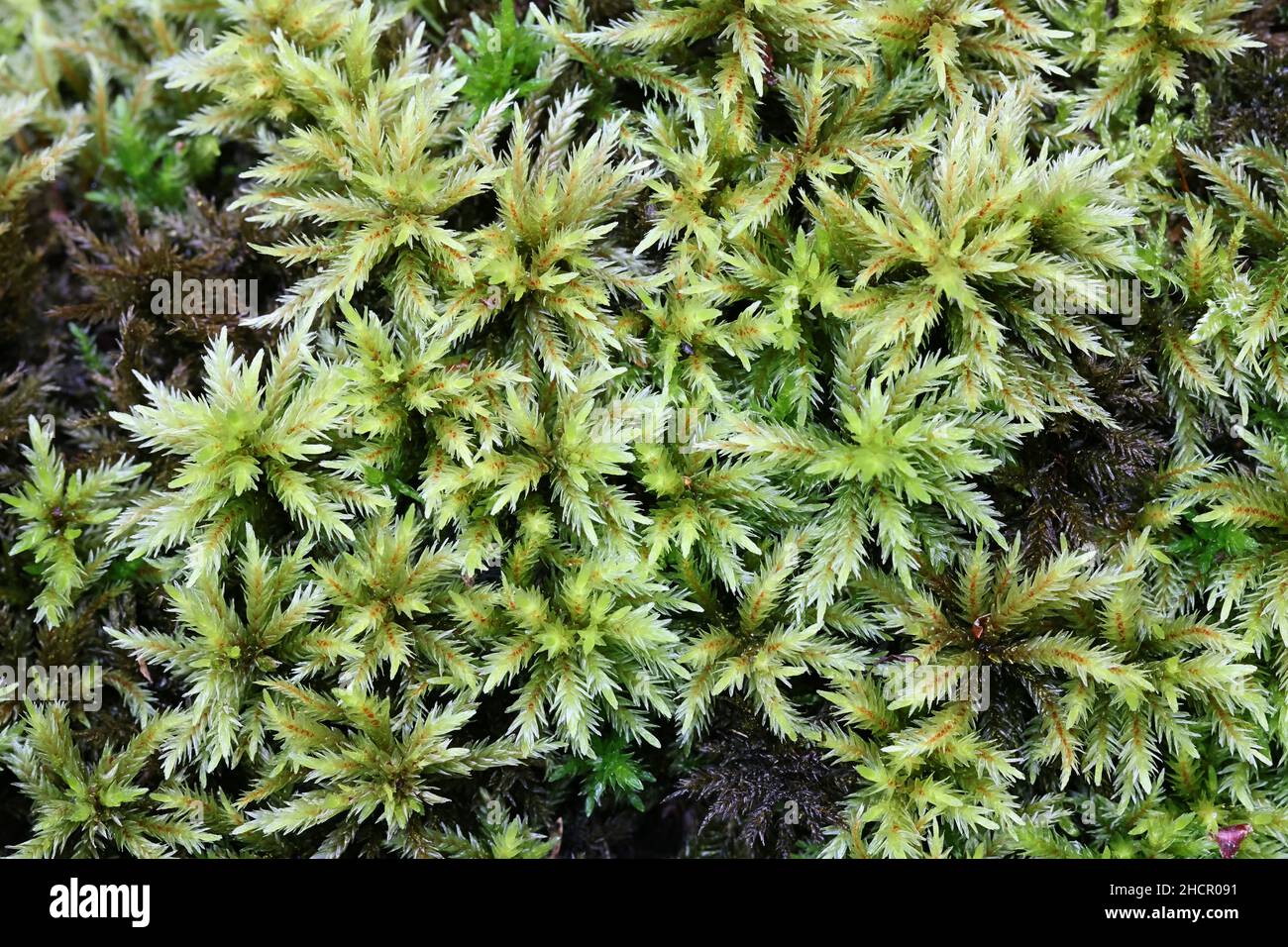 Climacium dendroides, bekannt als Baum-climacium-Moos oder Baummoos Stockfoto