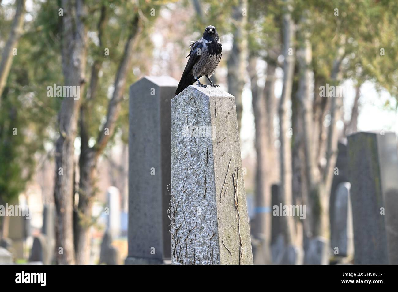 Wien, Österreich. Der Wiener Zentralfriedhof. Das alte jüdische Departement auf dem zentralen Friedhof. Crow (Corvus) auf dem zentralen Friedhof Stockfoto