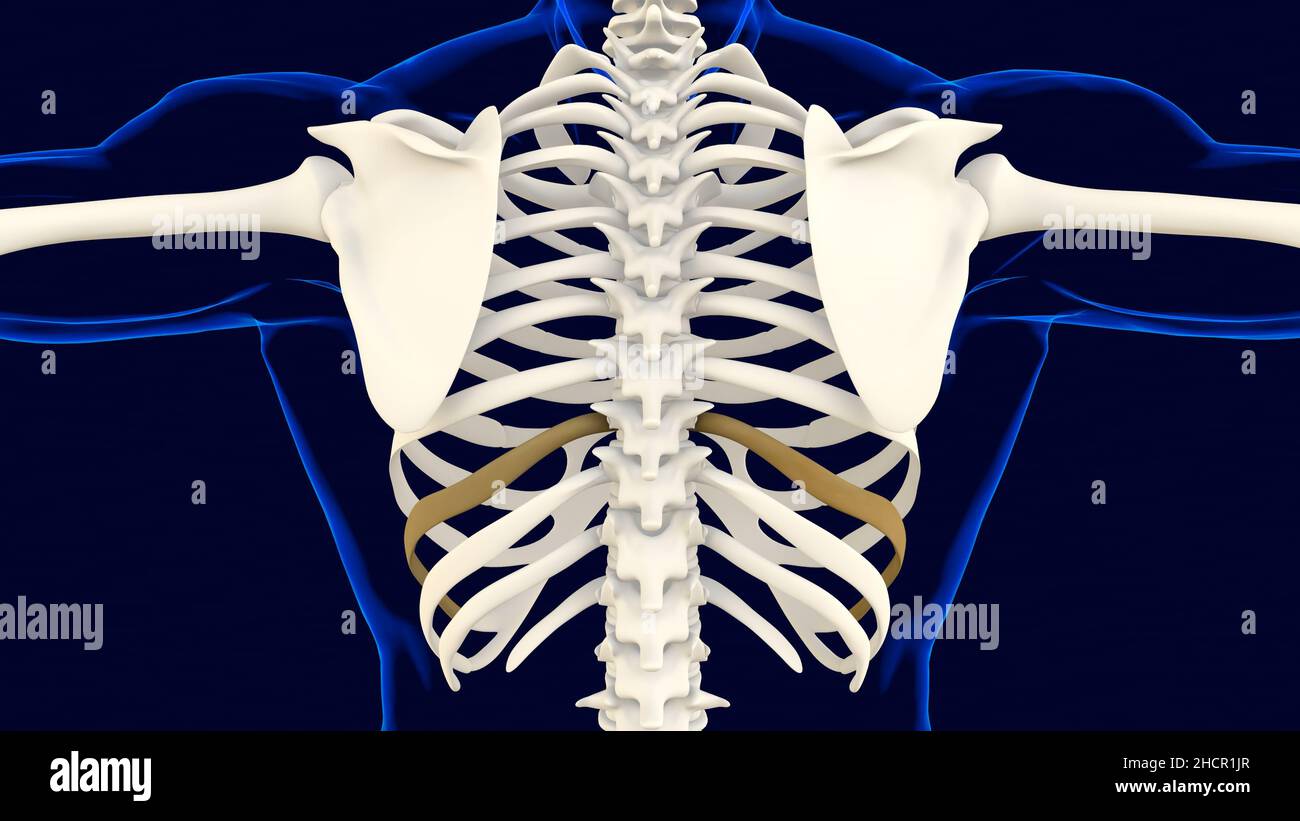 Neunter Knochen des Rippenkäfigs Anatomie für medizinisches Konzept 3D Illustration Stockfoto