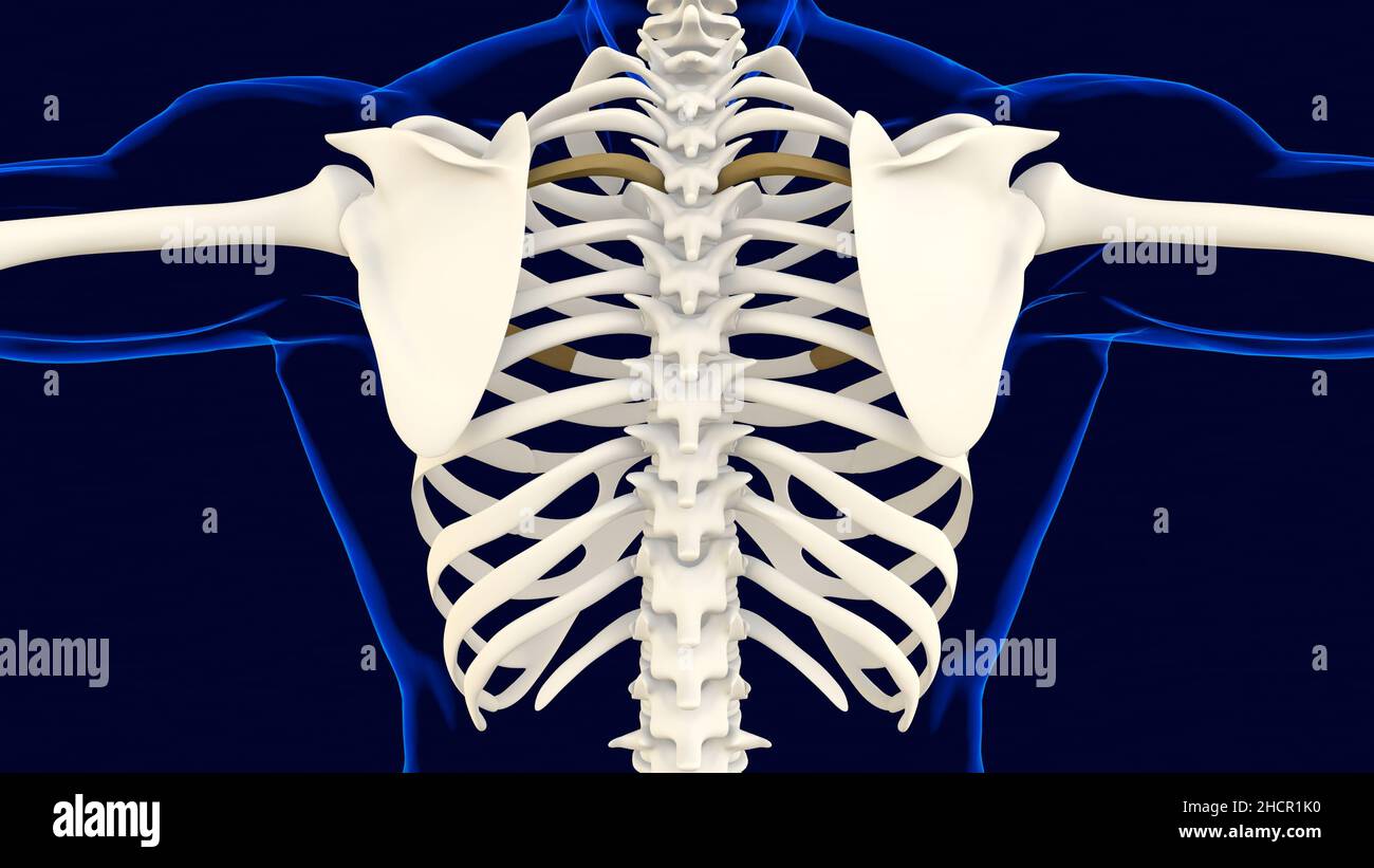 Vierter Knochen des Rippenkäfigs Anatomie für medizinisches Konzept 3D Illustration Stockfoto