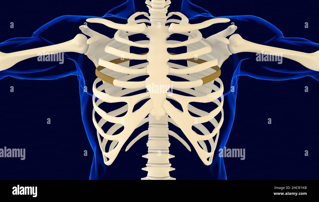 Fünfter Knochen des Rippenkäfigs Anatomie für medizinisches Konzept 3D Illustration Stockfoto