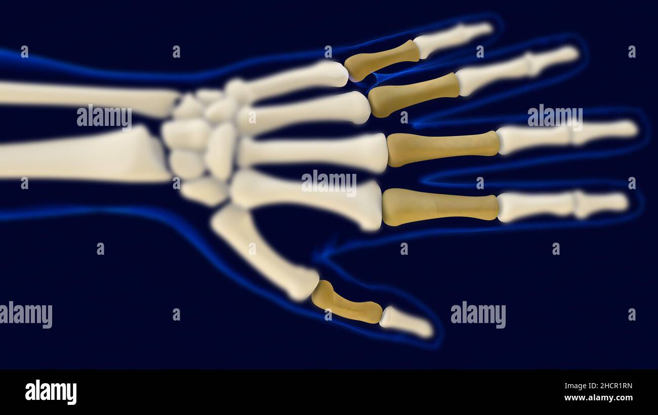 Hand proximale Körper Anatomie des menschlichen Skeletts 3D Rendering for Medical Concept Stockfoto