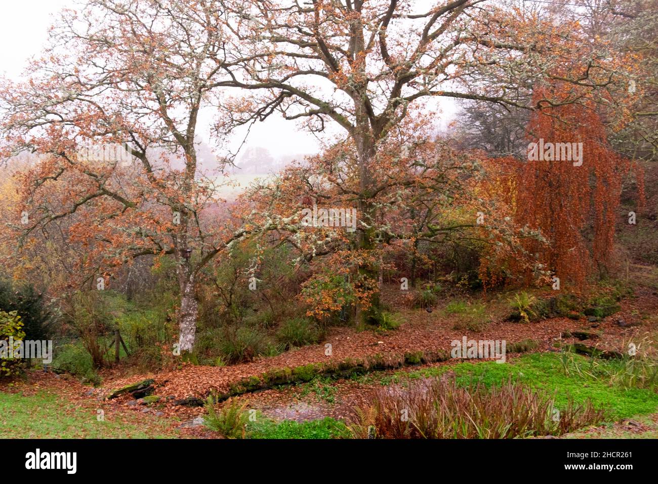 Eichenbäume im Herbst fallen in ländliche Landschaft Landschaft und Land Garten Teich mit bunten Blättern in ländlichen Carmarthenshire Wales UK KATHY DEWITT Stockfoto