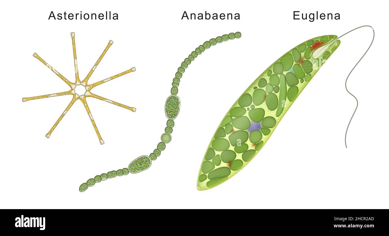 Drei Algenarten: Asterionella, Anabaena, Euglena Stockfoto