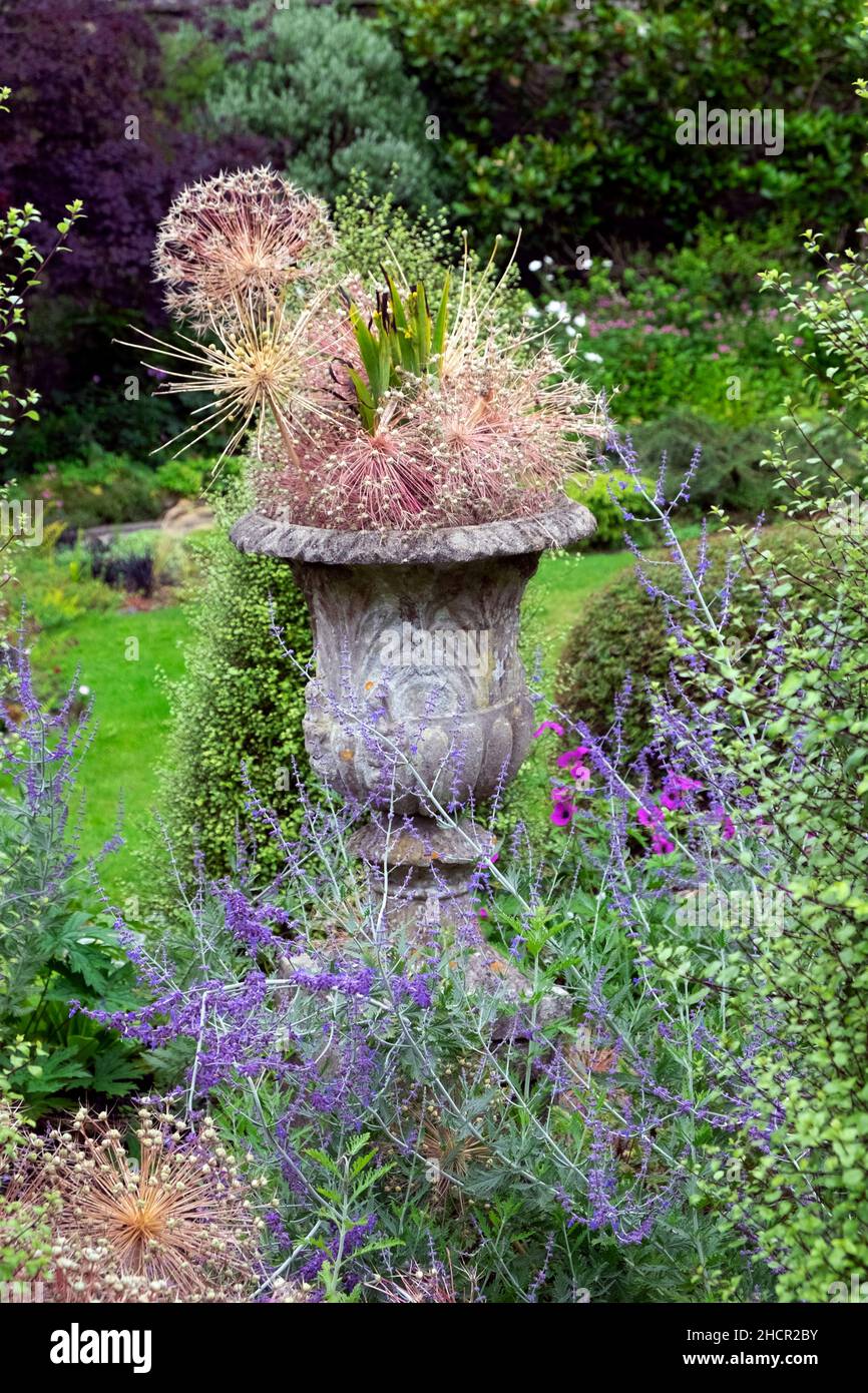 Ummauerte Gartenurne, die im Spätsommer August lila Blüten wächst, Pflanzen in den Colby Woodland Gardens Amroth Pembrokeshire Großbritannien Großbritannien KATHY DEWITT Stockfoto