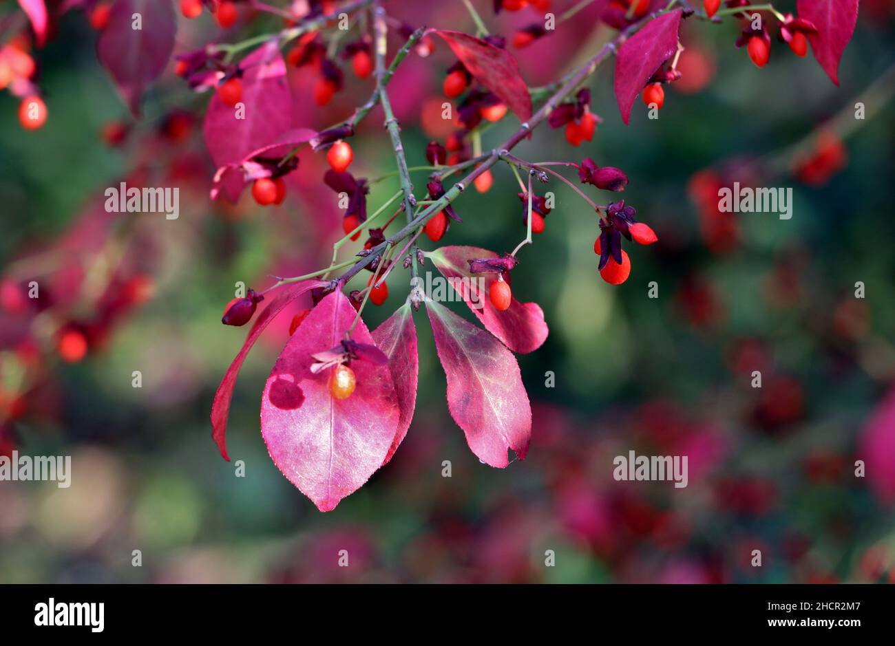 Herbstfarben, lila Blätter und orange Beeren auf Spindelbaum Stockfoto