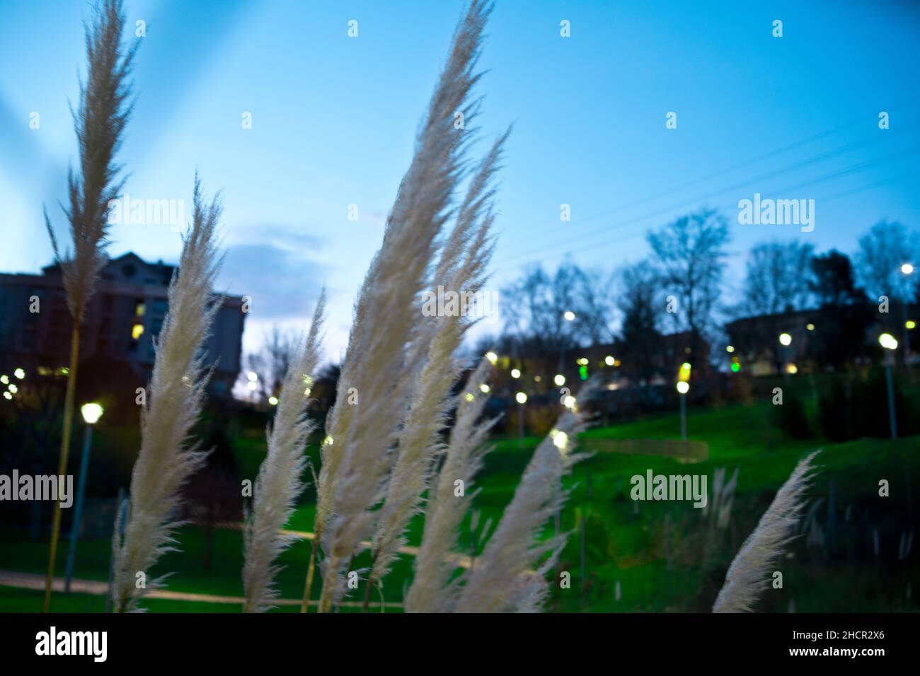 Abstrakte natürlichen Hintergrund von weichen Pflanzen (Cortaderia selloana) bewegen sich in den Wind. Helles, klares Bild der Pflanzen ähnlich Staubtücher zu Feder. Stockfoto