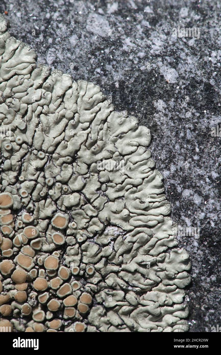 Lecanora muralis, auch Protoparmeliopsis muralis genannt, allgemein bekannt als Steinwall-Flechten Stockfoto