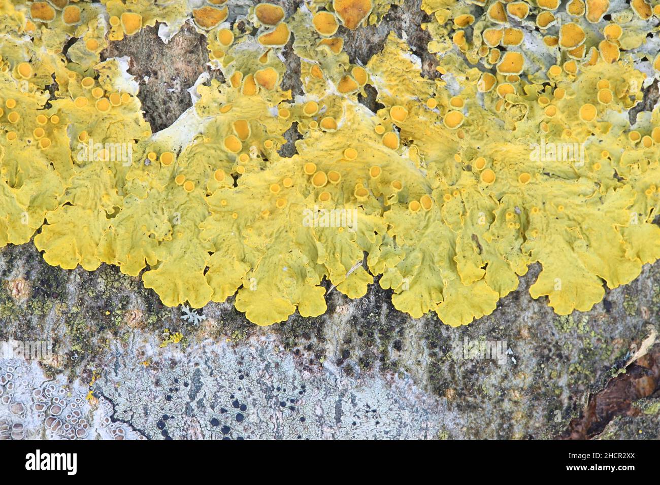 Gewöhnliche orangefarbene Flechten, Xanthoria parietina, auch bekannt als gelbe Skala, maritime Sonnenblechenflechten und Uferflechten Stockfoto