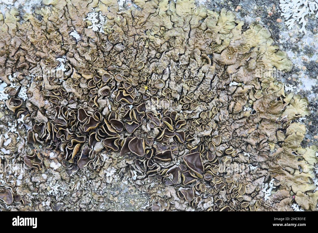 Xanthosarmelia pulla, eine Steinschildflechte, die in Finnland auf Meeresfelsen wächst Stockfoto