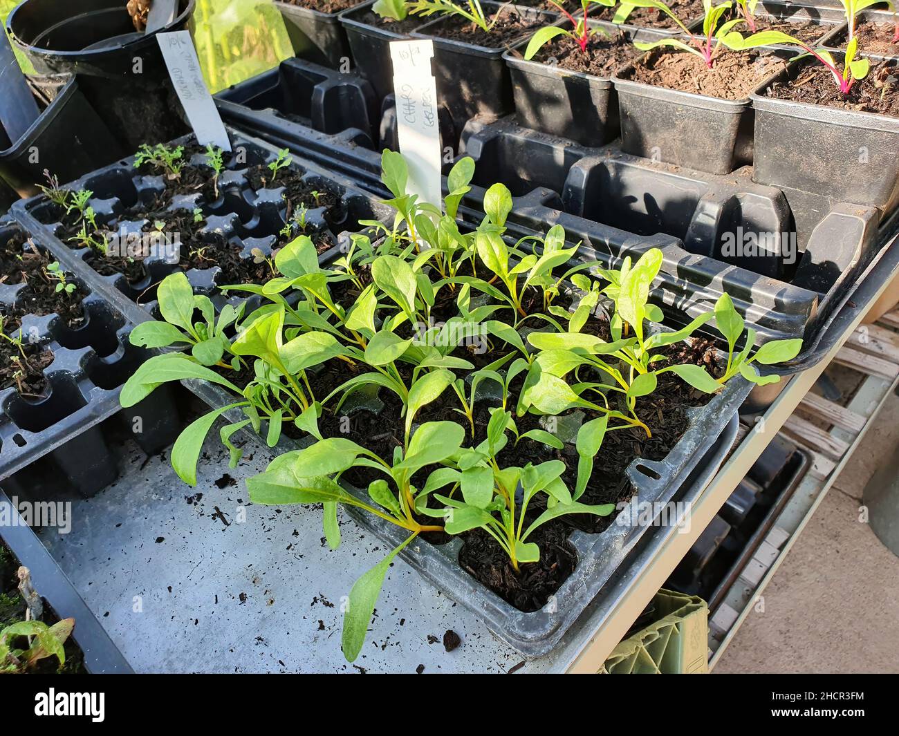 Goldene Setzlinge aus Schweizer Mangold in einer Gewächshaus-Kunststoffschale, die neues Wachstum zeigt, das aufgrund seiner ernährungsbezogenen gesundheitlichen Vorteile angebaut wird, Stock Photo image pictu Stockfoto