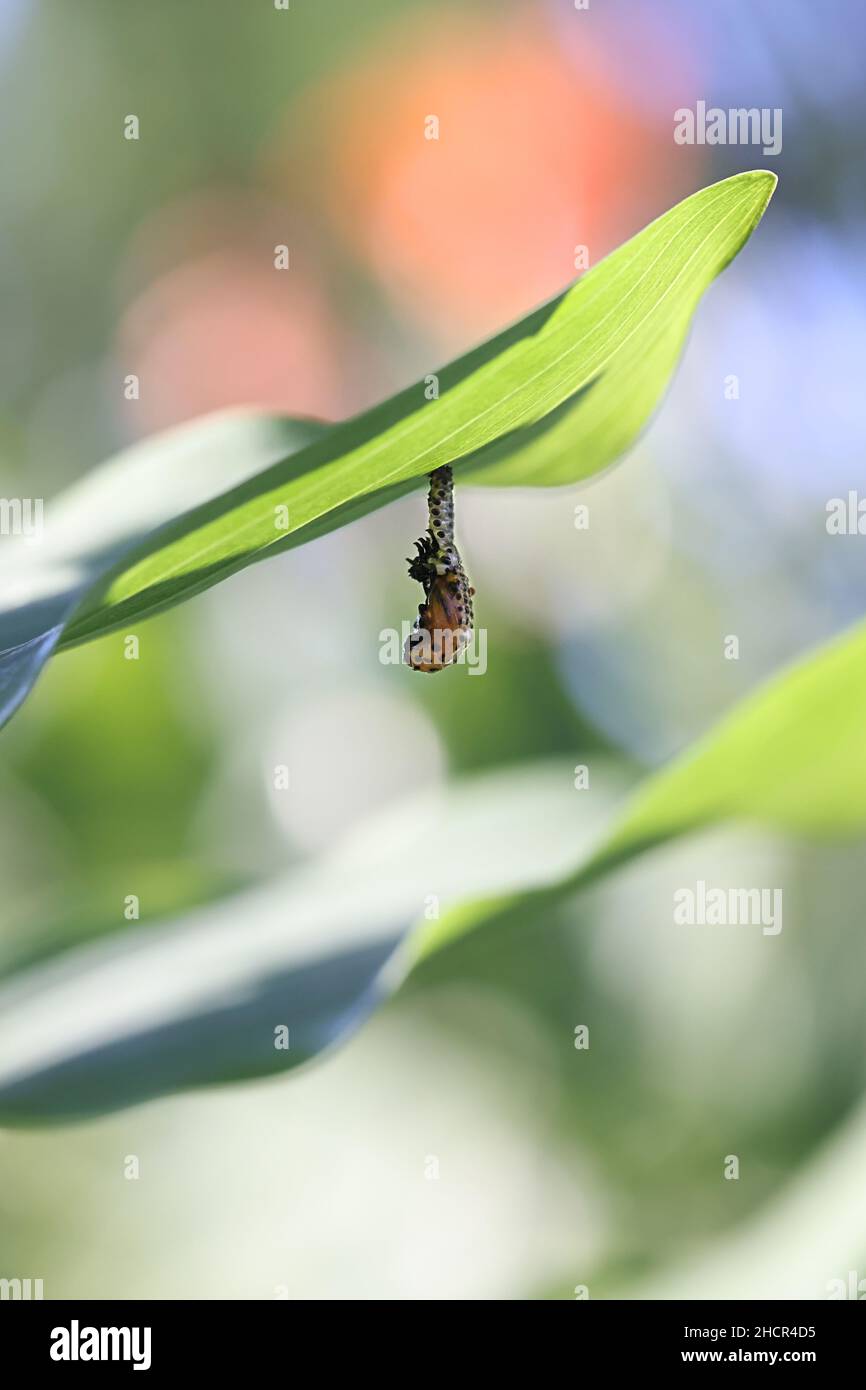 Chrysomela populi, bekannt als Pappelblattkäfer, verwandelt die Larve in einem Prozess, der als Puppe bezeichnet wird Stockfoto