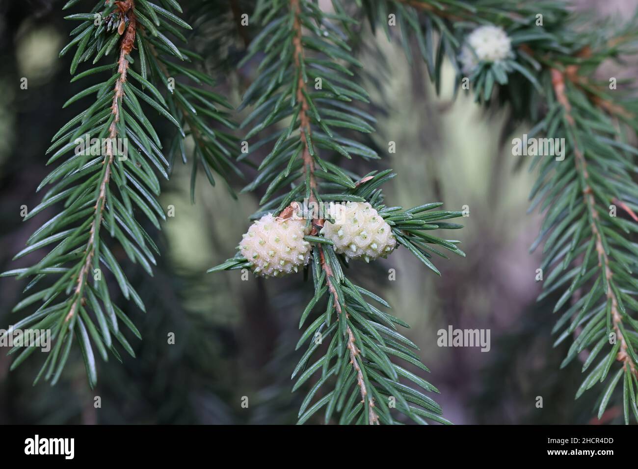 Adelges laricis, bekannt als blass Fichtengall adelgid, eine Pflanze, die auf der europäischen Fichte, Picea abies, Parasitengallen bildet Stockfoto