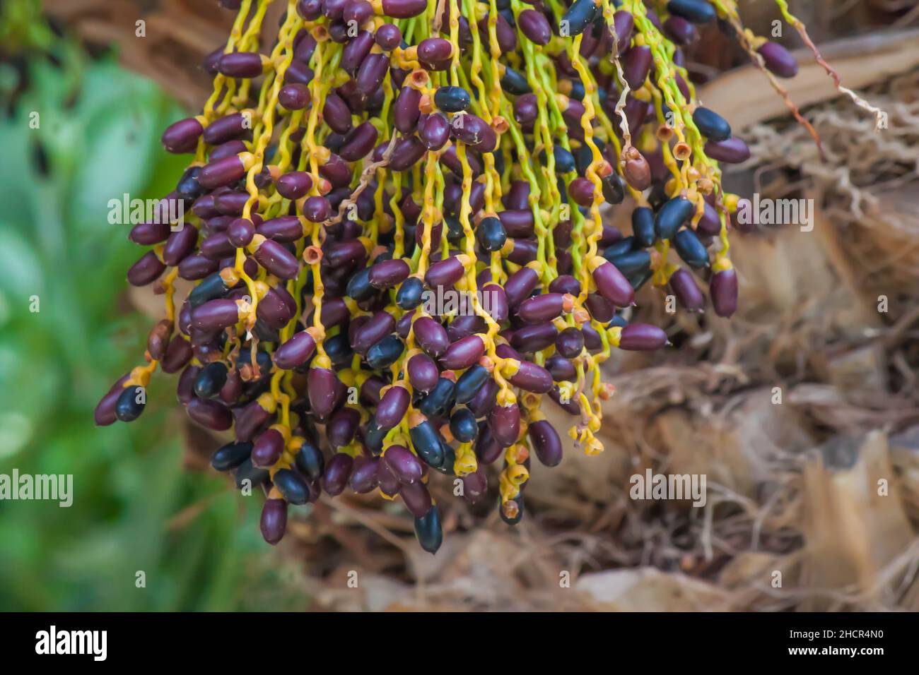 Flacher Fokus von reifen roten Datteln, die auf einer Palme hängen, die Pygmy Dattelpalme im Garten Stockfoto