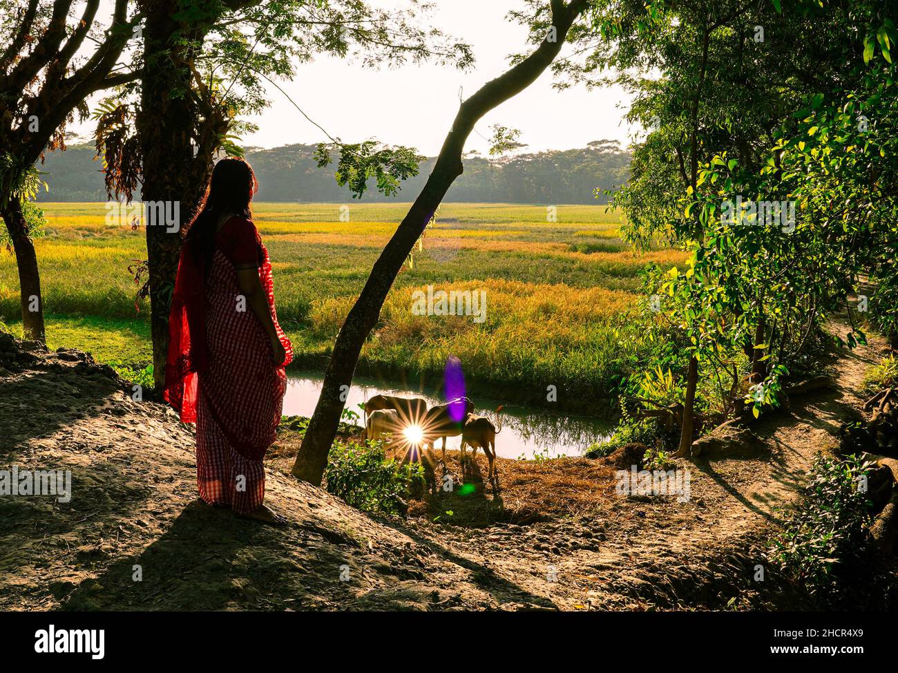 Eine bengalische Frau, die vor einem Reisfeld und einer heimischen Farm in Bangladesch steht. Stockfoto