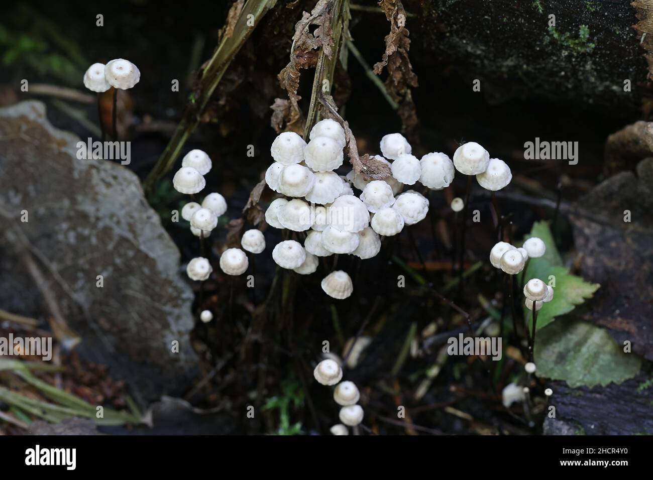 Marasmius rotula, bekannt als der Radpilz, der Radmarasmius, das kleine Rad, der Halsfallschirm oder der Haarpilz des Pferdes Stockfoto Marasmius rotula, bekannt als der Radpilz, der Radmarasmius, das kleine Rad, der Halsfallschirm oder der Haarpilz des Pferdes Stockfoto