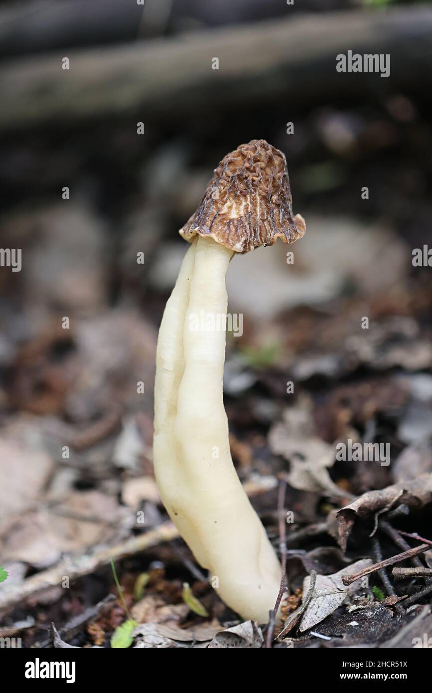 Verpa bohemica, bekannt als der frühe Morel, frühe falsche Morel) oder die zerknitterte Ringelkappe, wild essbare Pilze aus Finnland Stockfoto