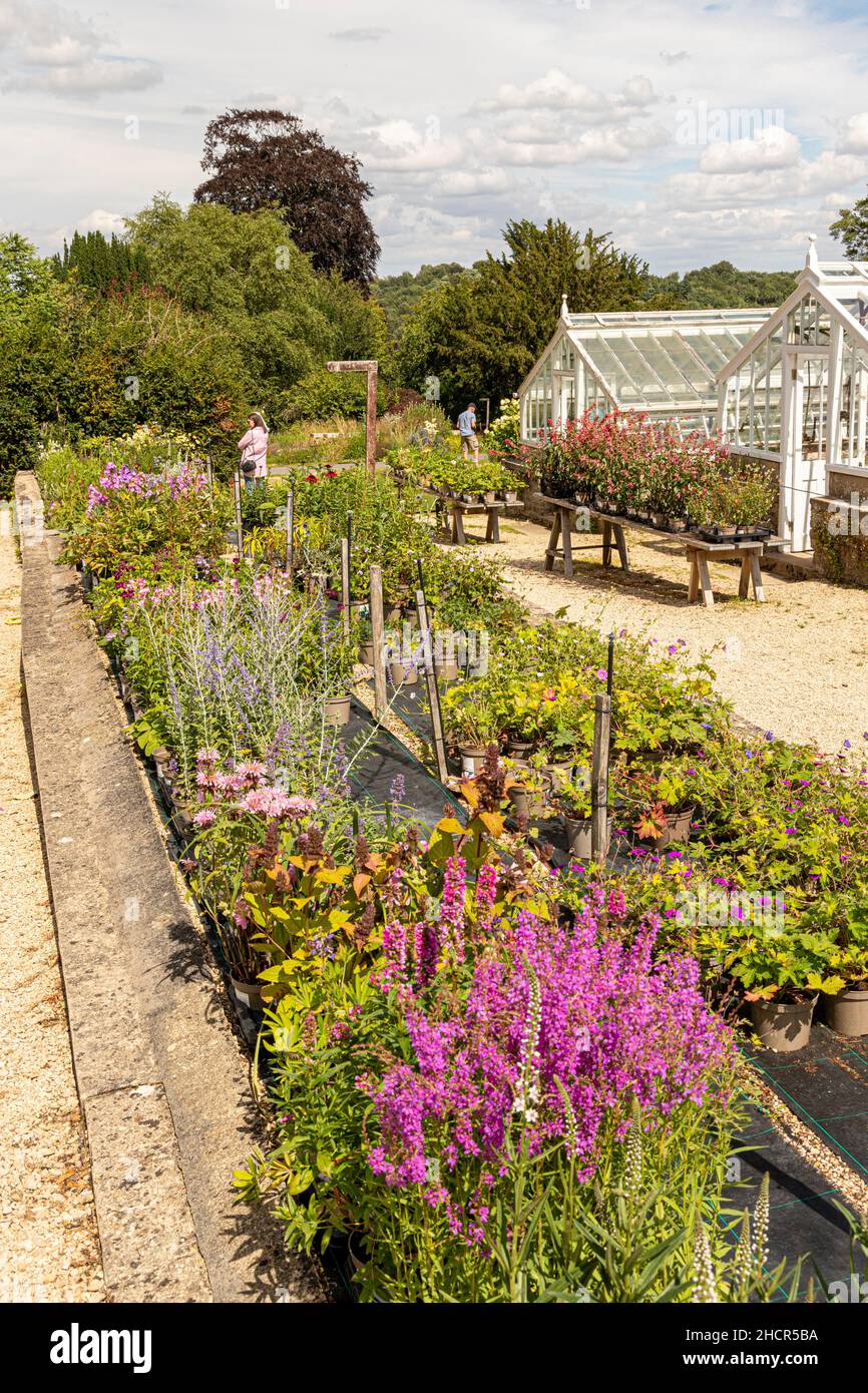 Eine Vielzahl von Pflanzen, die in Miserden Nursery im Cotswold-Dorf Miserden, Gloucestershire, Großbritannien, verkauft werden Stockfoto