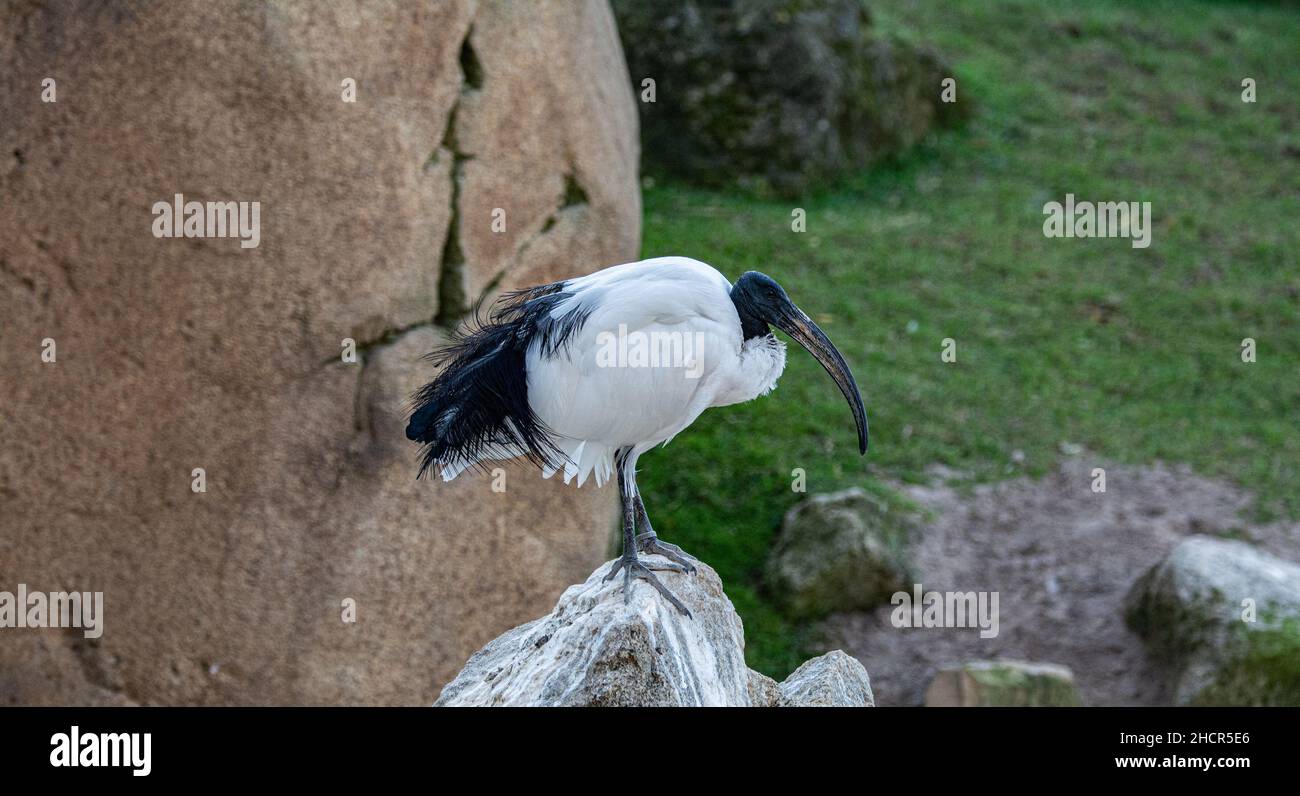 Der Heilige Ibis %28Threskiornis aethiopicus%29 ist eine Art Watvögel der Ibis-Familie Stockfoto