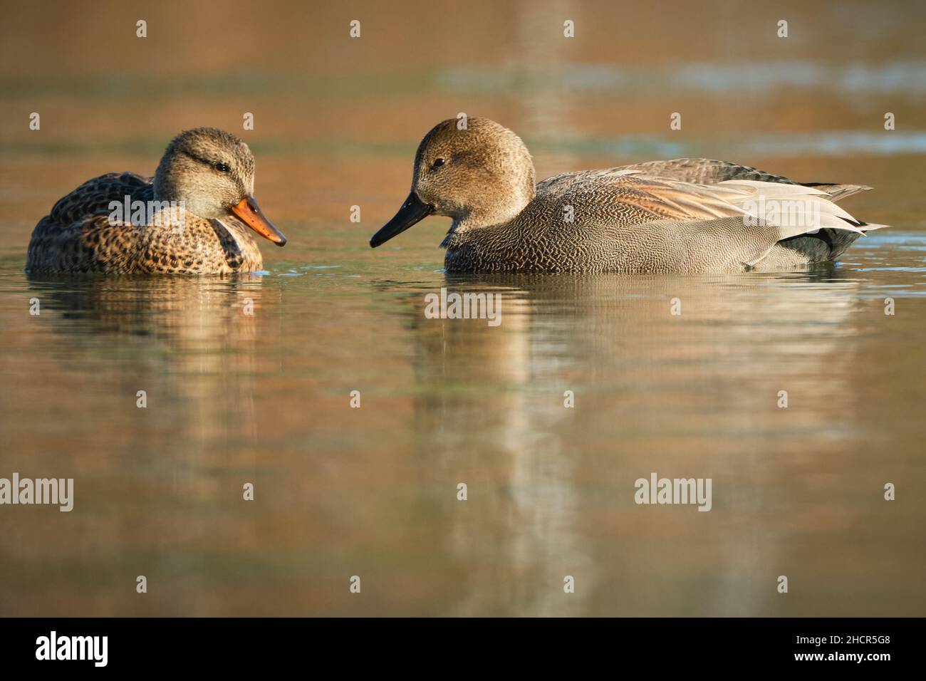 Paar Gadwall, Mareca Strepera, Männchen und Weibchen waten auf dem Teich mit Herbstfarbspiegelung Stockfoto