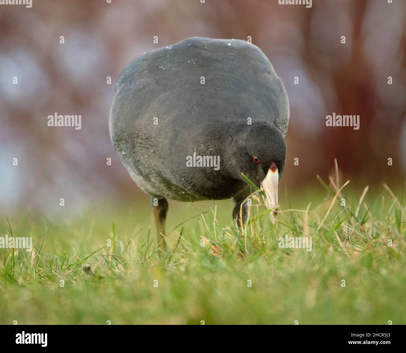 American Coot, Fulica americana, der Gras auf dem Feld vor herbstlichem farbigem Hintergrund frisst Stockfoto