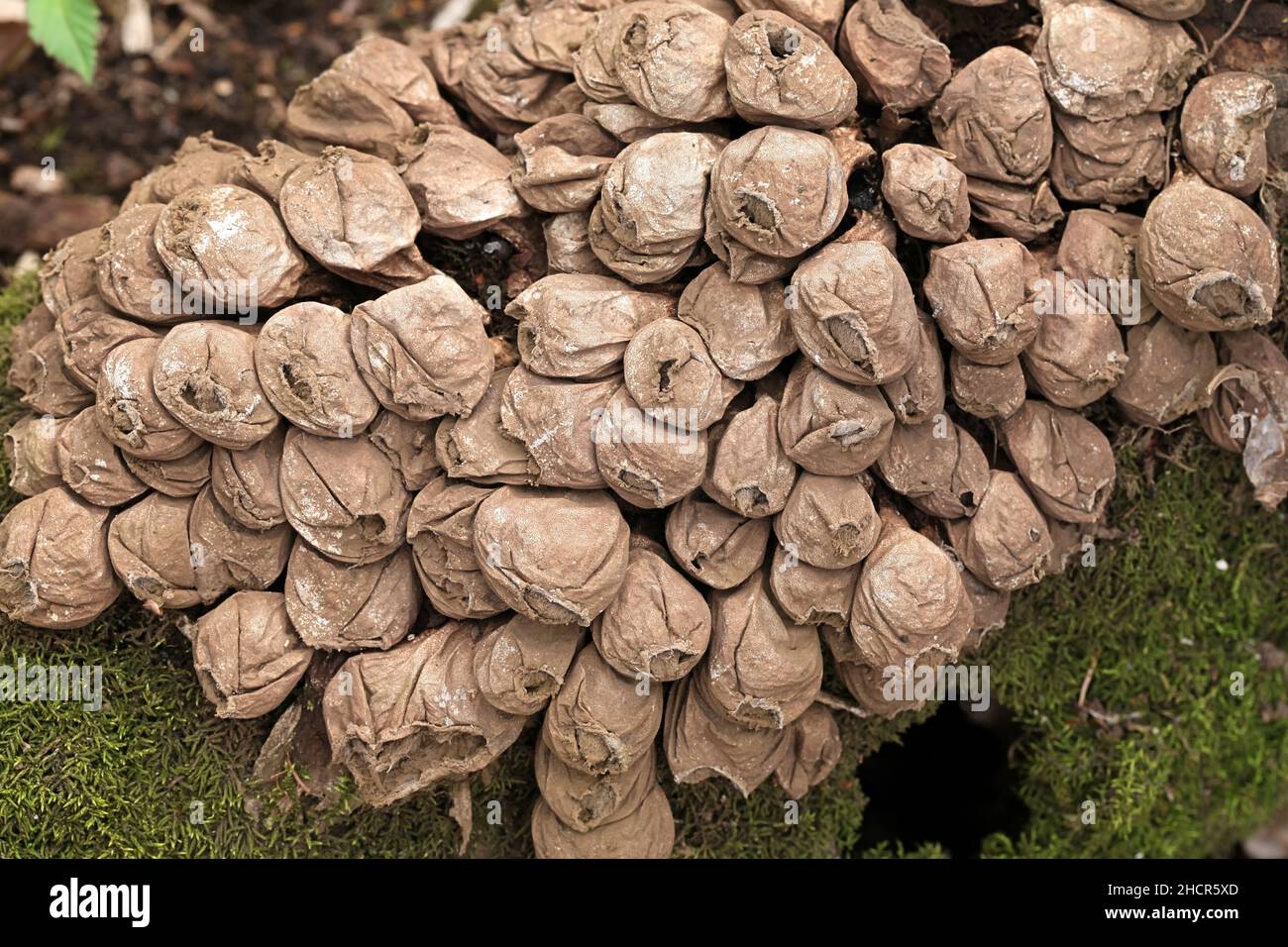 Lycoperdon pyriforme, bekannt als die pear-shaped puffball oder stumpf Puffball, wilde Pilze aus Finnland Stockfoto