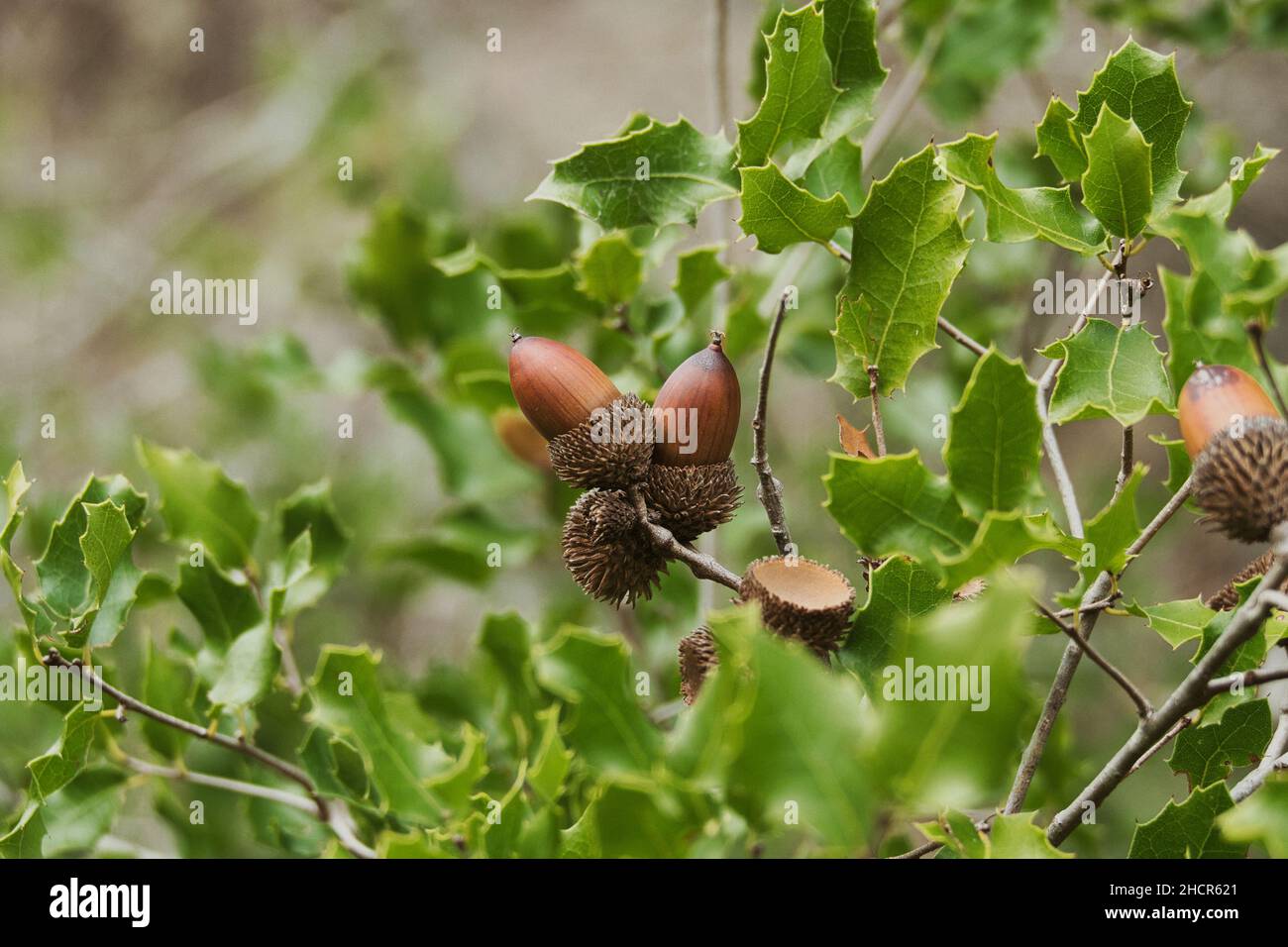 Eiche Kermes, Quercus coccifera, mit Eicheln und Blättern. Dies ist die einzige Eichenart, die als Busch wächst Stockfoto