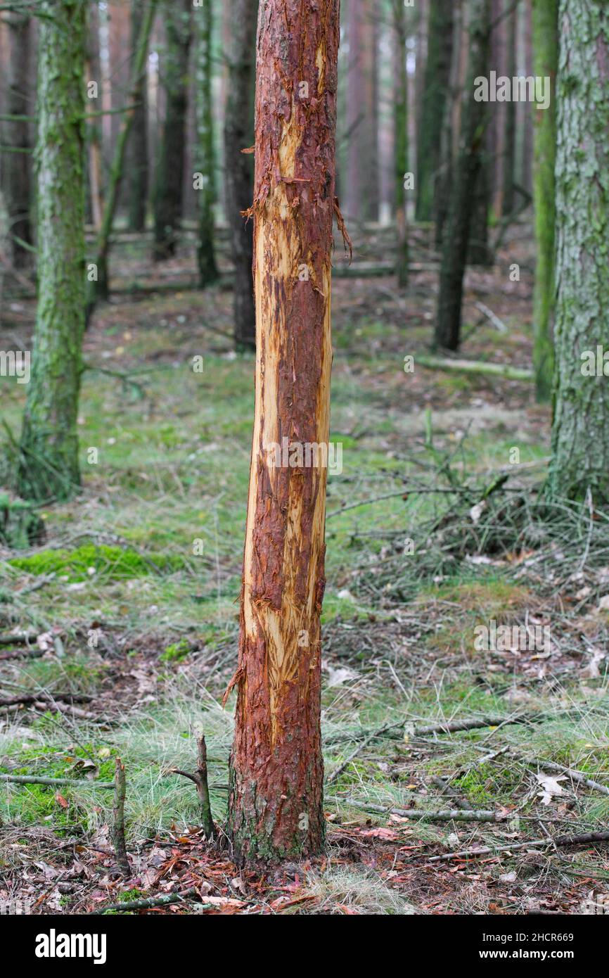 Beschädigte Kiefer mit Rinde, die von Rotwild (Cervus elaphus) im Wald abgestreift wurde. Schäden durch Essen oder Reiben Geweihe, um äußere Haut / Samt zu entfernen Stockfoto