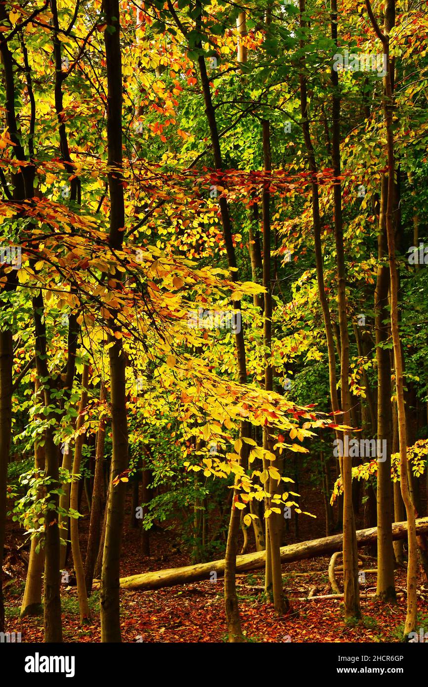 Herbst Goldblätter und Bäume in Woodland, Surrey, England Stockfoto
