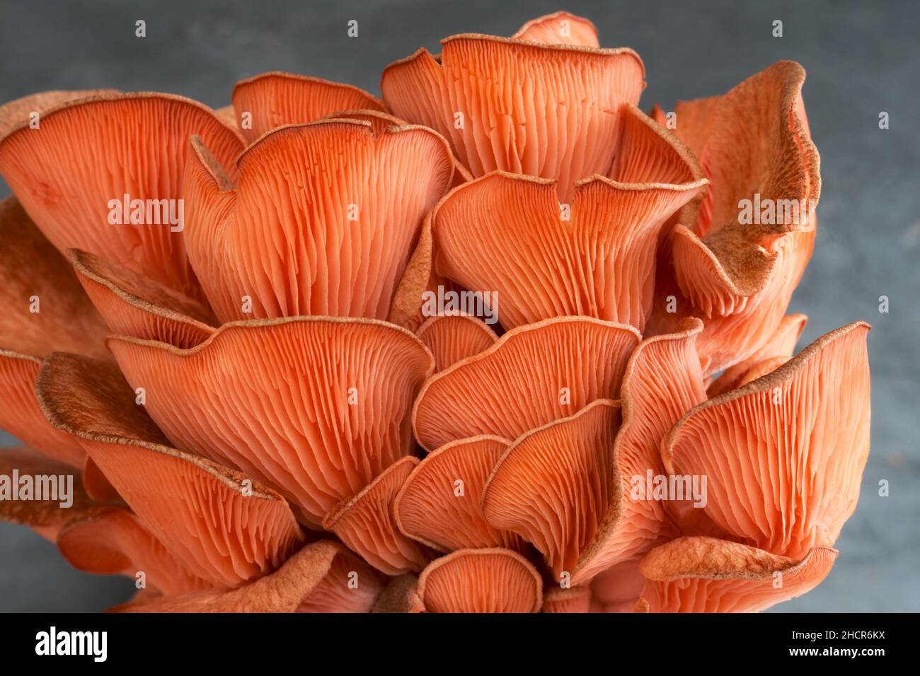 Isolierte rosa Austernpilz auf dunklem Schiefergrund mit schönen Strukturen der Blätter. Ein gesunder Pilz aus der asiatischen Küche Stockfoto