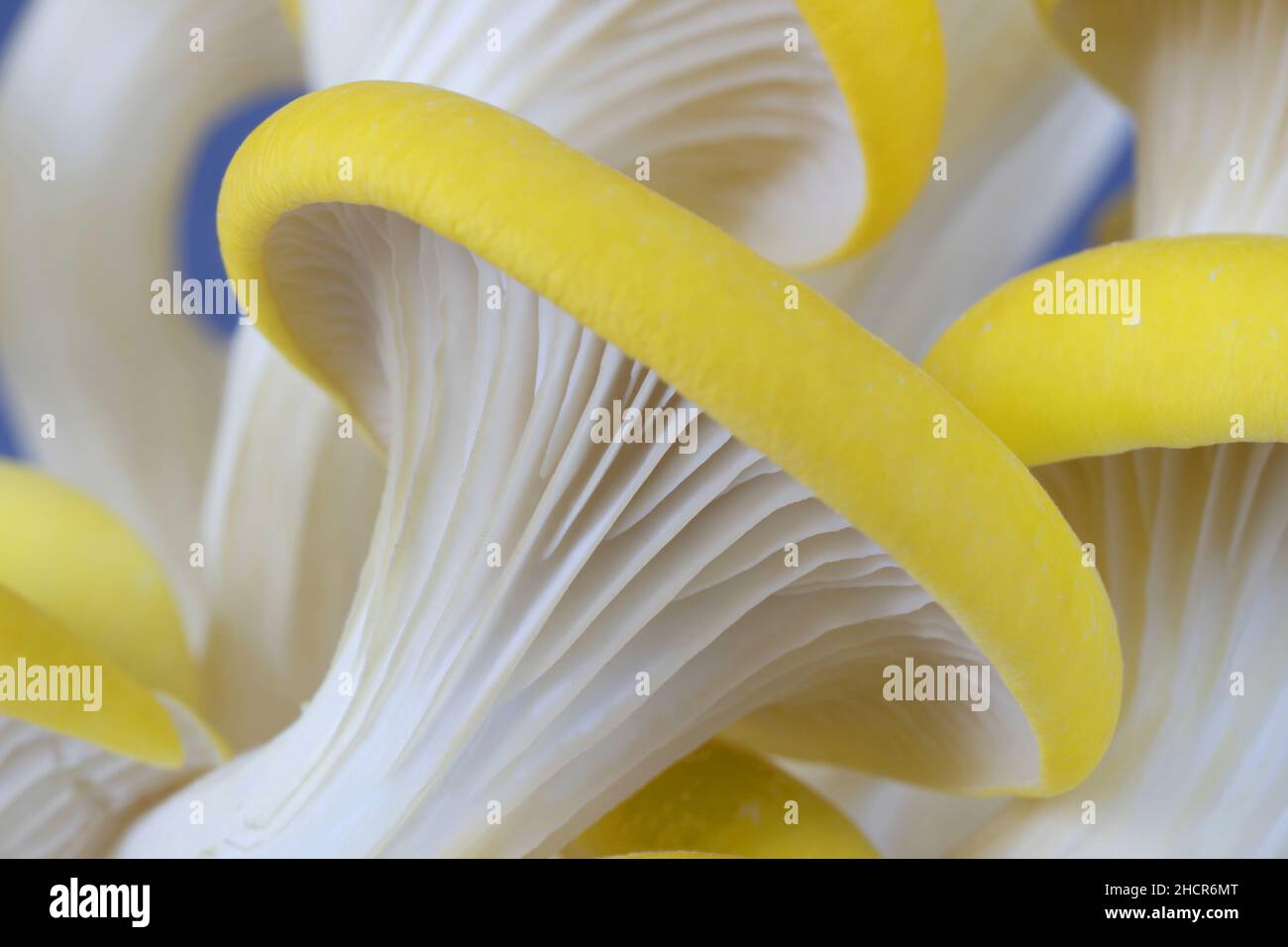 Gelbe Austernpilze isoliert auf weißem Hintergrund, pleurotus citrinopileatus, frisch und roh Stockfoto