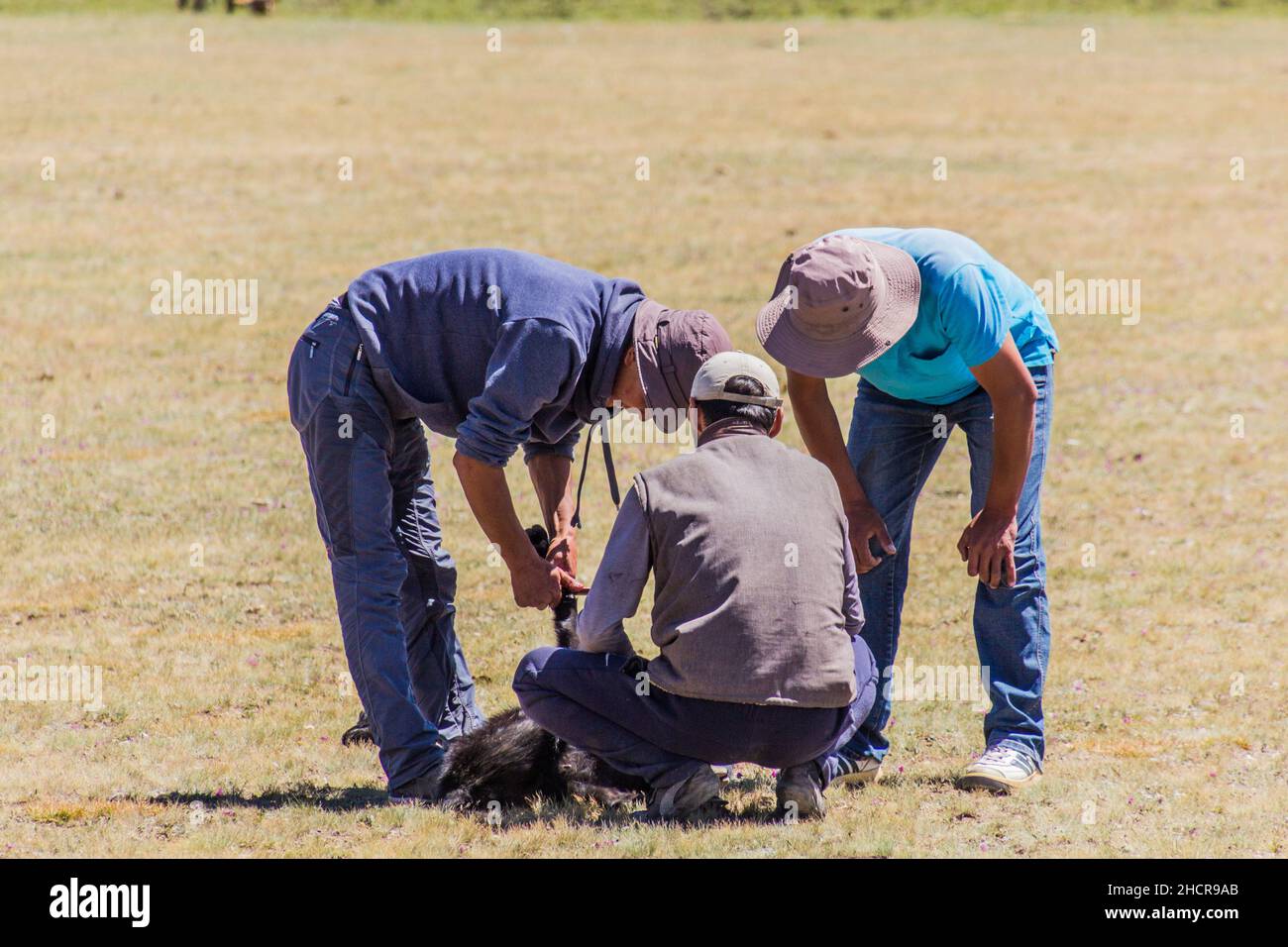 SONG KOL, KIRGISISTAN - 25. JULI 2018: Bei den National Horse Games Fes bereiten die Menschen eine Ziege für kok Boru, ein traditionelles Pferdespiel, mit einem Ziegenkadaver, vor Stockfoto