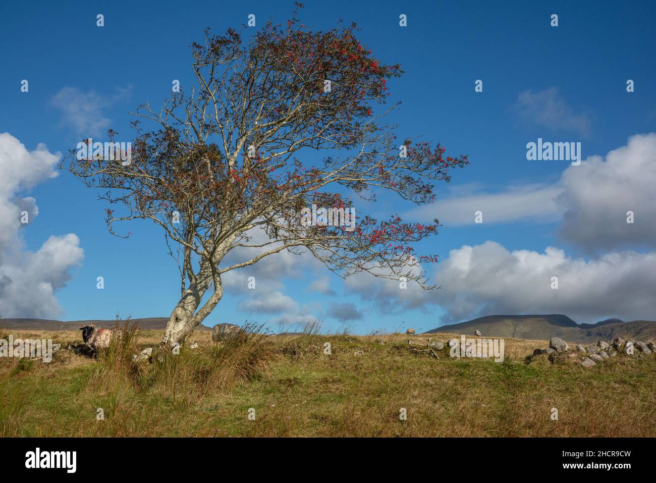 Ein Bergschafe, das an einem einbändigen Baum in der weitläufigen Landschaft der Grafschaft Mayo in Irland grast. Die Sonne scheint mit einigen Wolken. Stockfoto