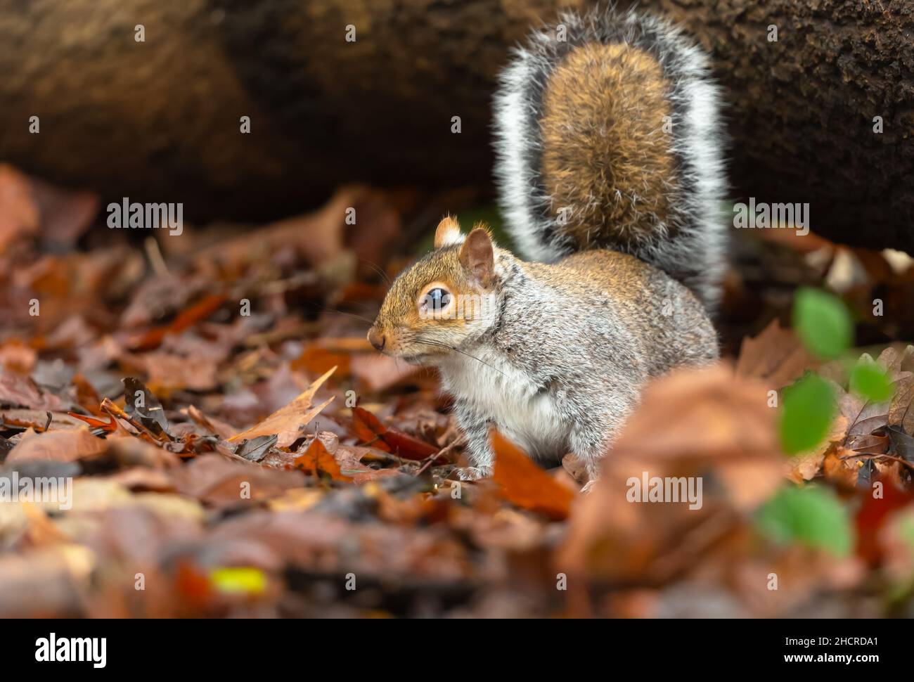 Graues Eichhörnchen im Herbst, mit Blick nach links in einem natürlichen Waldlebensraum und auf der Nahrungssuche unter bunten orangefarbenen Blättern. Wissenschaftlicher Name: Sciurus carolinensis Stockfoto