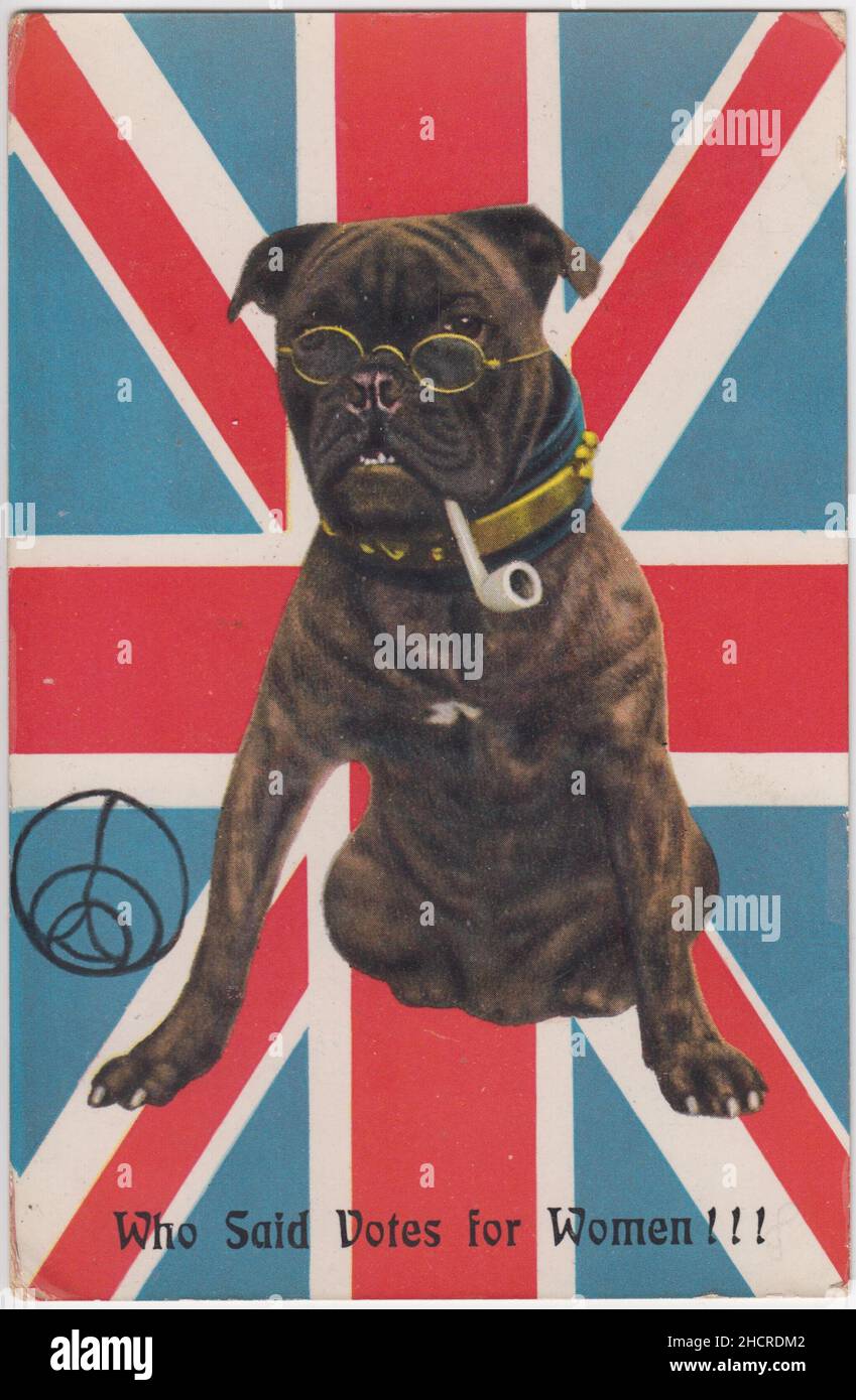 'Wer hat für Frauen Stimmen gesagt!!!': Postkarte eines Hundes, der die Frauenwahlbewegung in Frage stellt. Der Hund raucht eine Pfeife und trägt eine Brille. Eine Union Jack-Flagge ist im Hintergrund. Die Postkarte wurde 1908 verschickt Stockfoto