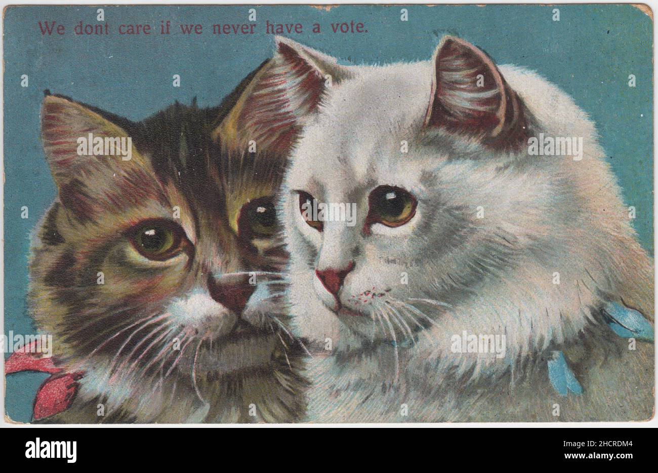 „Es ist uns egal, ob wir nie eine Stimme haben“: Bild von zwei Katzen (eine gestromte, die andere weiß) mit Schleifen. Dies war eine von vielen Postkarten, die Anfang des 20th. Jahrhunderts herausgegeben wurden und Tiere oder Babys (und nicht Erwachsene Frauen) darstellten, die an der Kampagne für Frauenstimmen beteiligt waren. Die Postkarte wurde 1909 verschickt Stockfoto