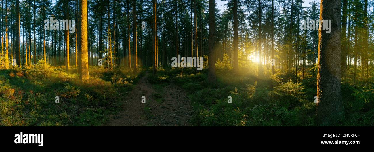 Weg in das Waldpanorama mit Sonnenlicht Stockfoto