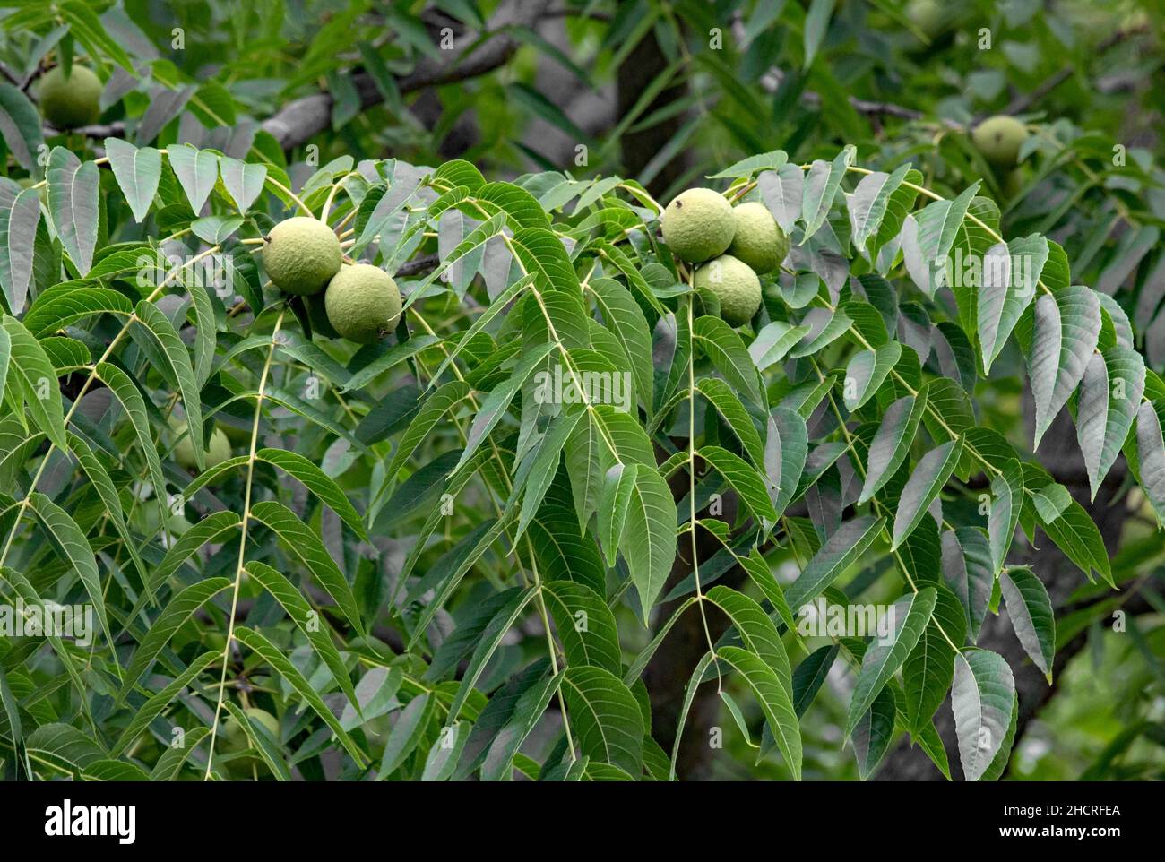 Black Walnut ist ein einheimischer Baum aus dem Osten Nordamerikas. Es produziert wertvolles Holz und Nüsse. Stockfoto
