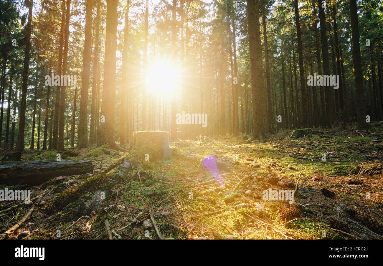 Die Sonnenstrahlen strahlen strahlen durch den Wald Stockfoto