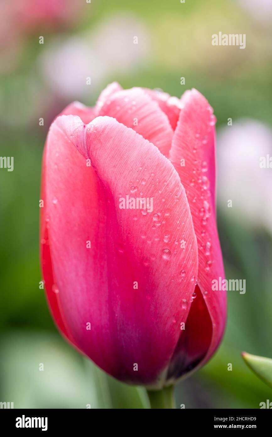 Nahaufnahme einer rosa Blume mit einem einzigen Regentropfen Stockfoto