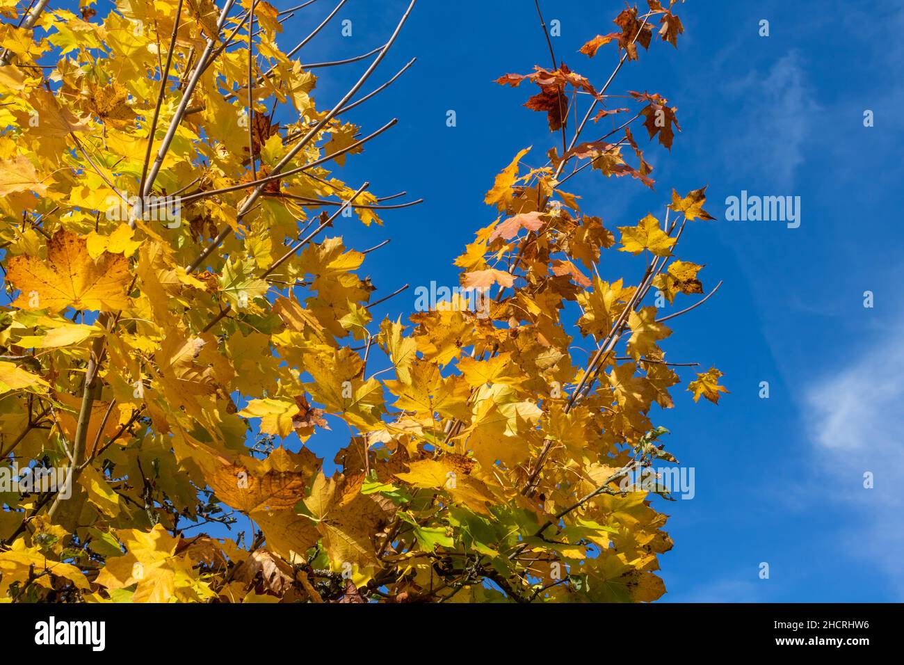 Gelbe Ahornblätter leuchten im Herbst in beeindruckenden Farben gegen einen leicht bewölkten Himmel Stockfoto