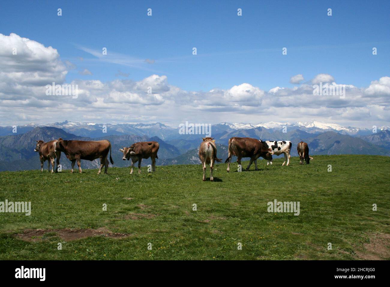 Kleine Herde Alpinrinder auf der Alm. Herrliche Aussicht. Stockfoto