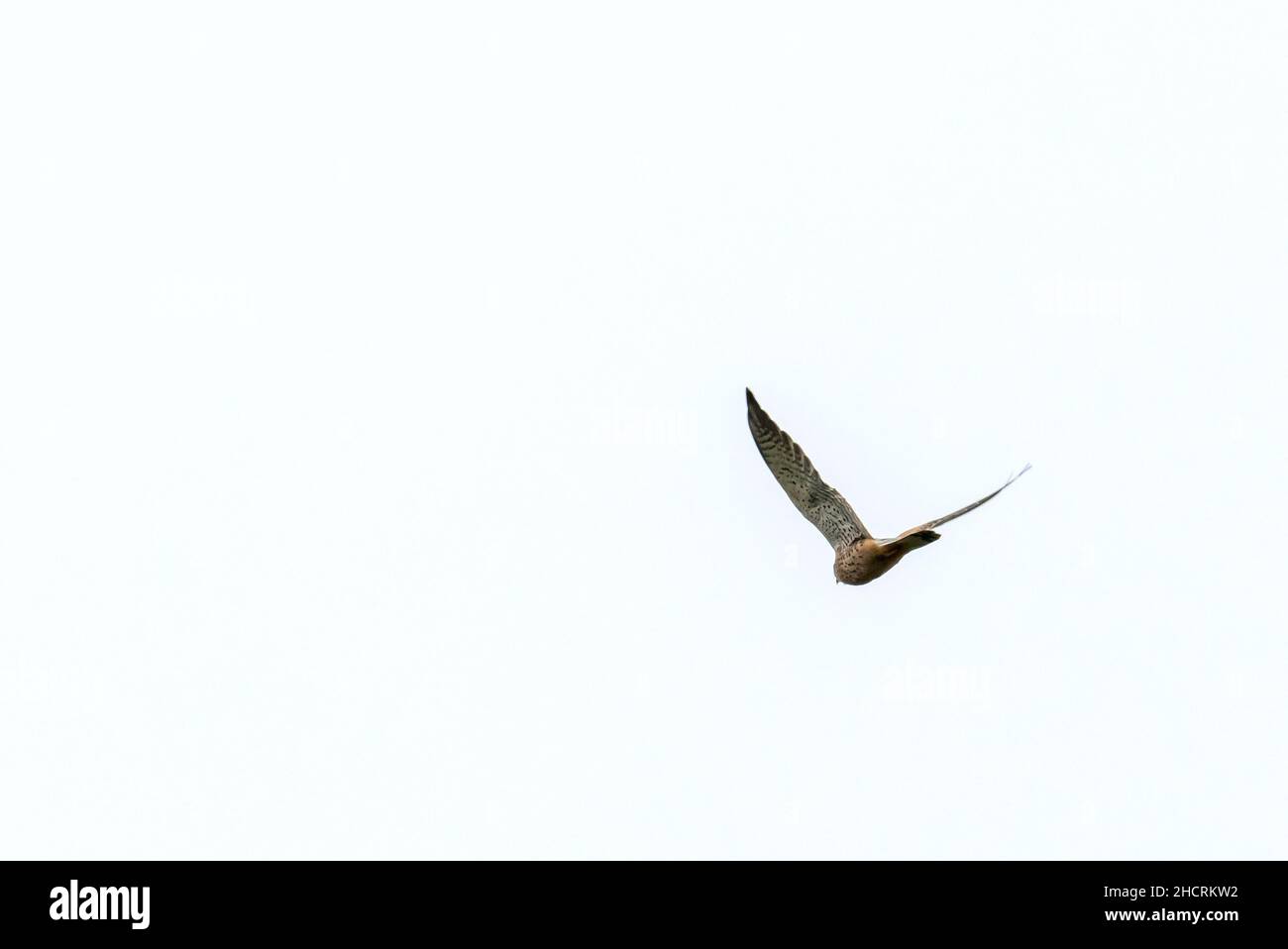 Ein gewöhnlicher Turmfalke, Falco tinnunculus, der über Ambleside, Lake District, Großbritannien fliegt. Stockfoto