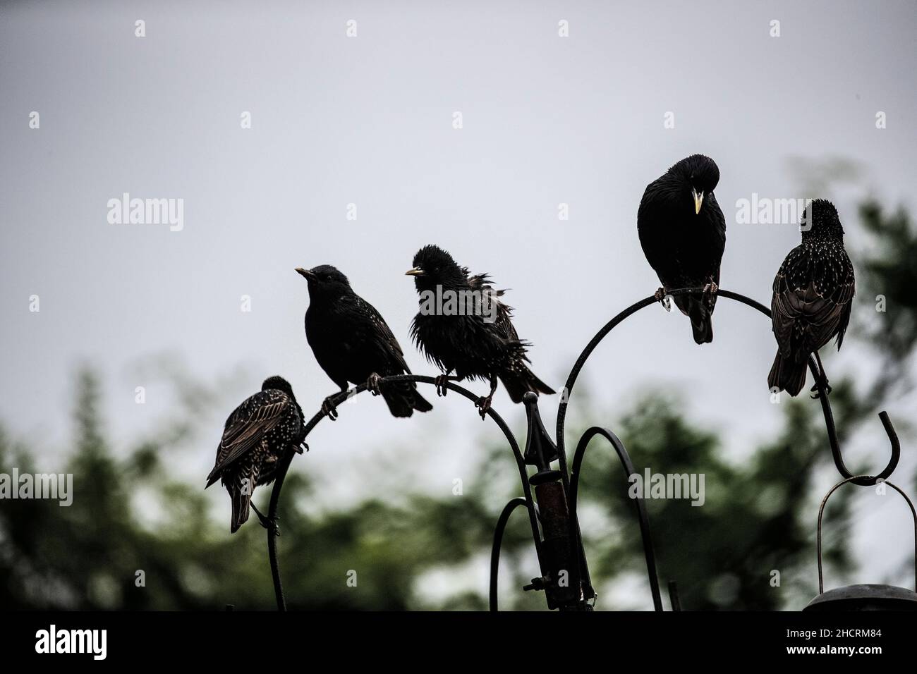 Fünf gewöhnliche Stare Sturnus vulgaris, die im verblassenden Licht auf einem Gartenvogelfutterhäuschen stehen, einer mit schäbigen Gefieder Stockfoto