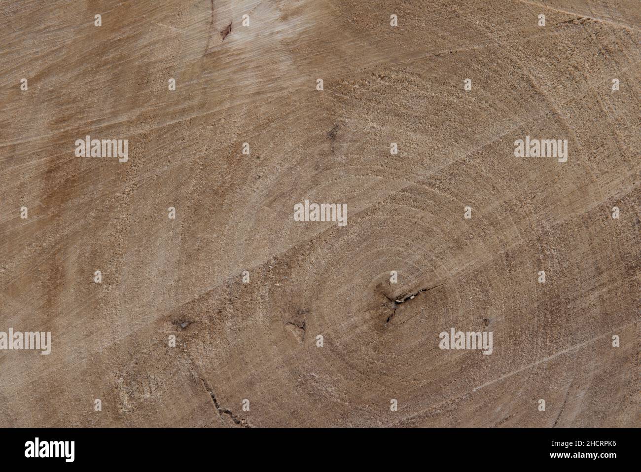 Ein Querschnitt eines abgeschnittenen Baumes, der seine Wachstumsringe freilegt, die das Alter des Baumes und andere Umweltereignisse, die das iit beeinflussten, aufdecken. Stockfoto