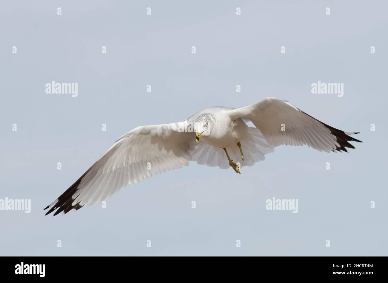 Ring-billed Möve, Larus Delawarensis im Flug Stockfoto